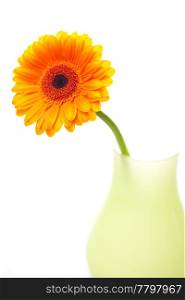 gerbera flower in vase isolated on white