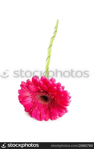 Gerbera flower isolated on the white background