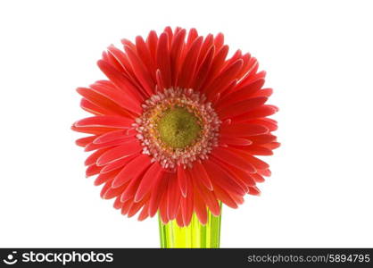 Gerbera flower isolated on the white background