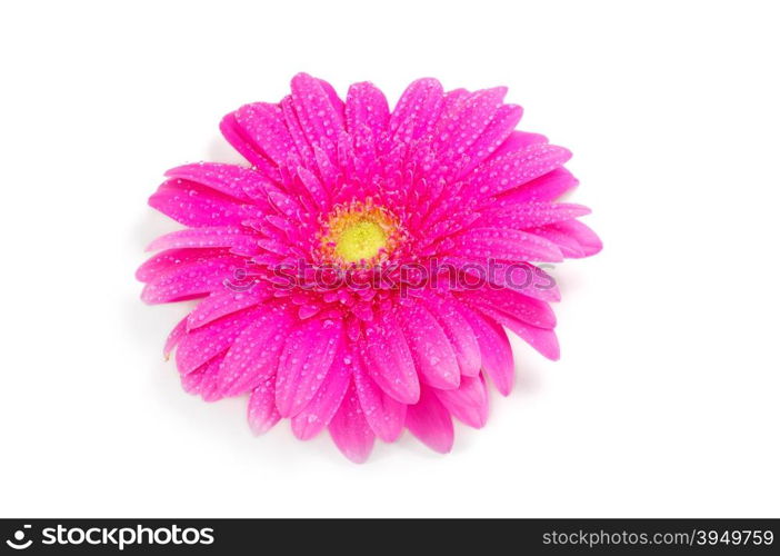 gerbera flower isolated on white background