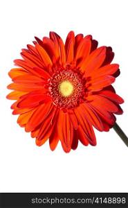 Gerbera Flower on a white background