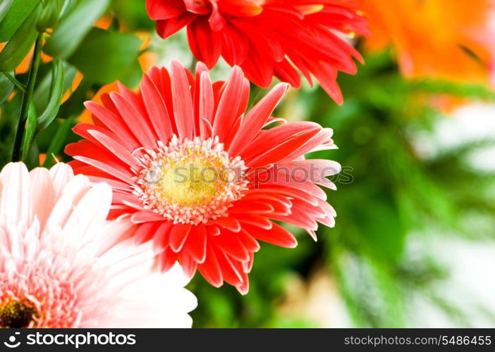 Gerbera flowers agaisnt green blurred background