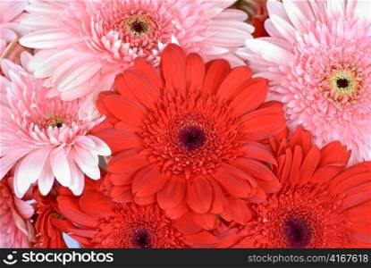 gerbera flowers, close up