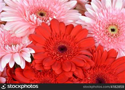gerbera flowers, close up