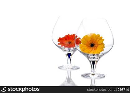 Gerbera flowers in cognac glass. Background, white.