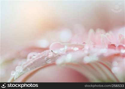 Gerbera flowers with raindrop