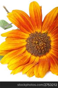 Gerbera. Genus of ornamental plants from the sunflower family