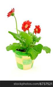 gerbera in a pot isolated on white background