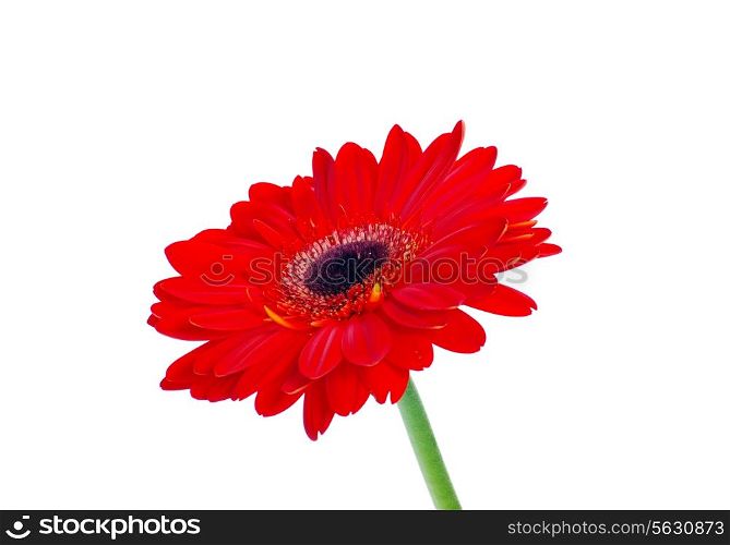 gerbera isolated on white background