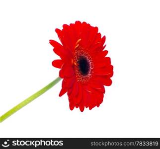 gerbera isolated on white background