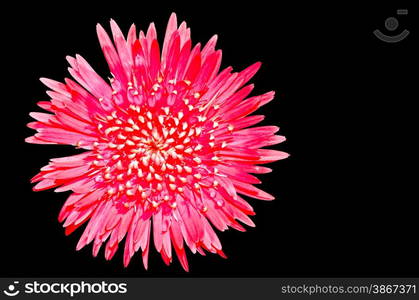 Gerbera on black background