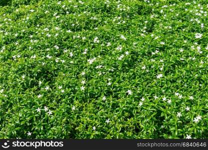 Gerdenia Crape Jasmine with green leaves wall background