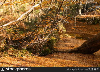 Geres National Park, Portugal in beautiful Autumn colors