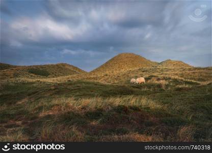German countryside scenery with sheep grazing on dunes with tall grass and green moss, at the golden hour of the morning, on Sylt island, Germany.