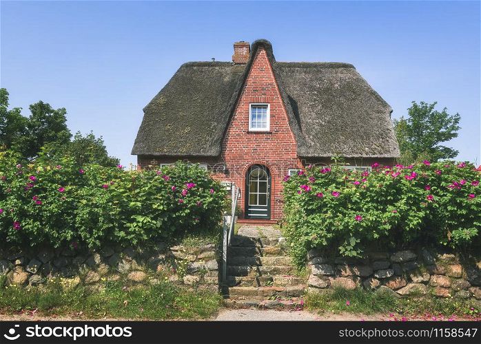 German house with red brick wall and thatched roof, stone fence and bloomed flowers and roses bush in front of the house. On Sylt island, Germany.