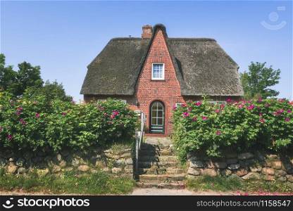 German house with red brick wall and thatched roof, stone fence and bloomed flowers and roses bush in front of the house. On Sylt island, Germany.
