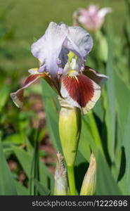 German iris (Iris barbata-nana), close up of the flower head