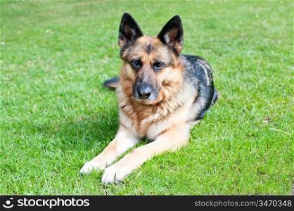 German Shepard Dog resting in grass