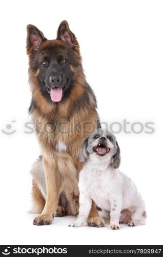 German shepherd and a mixed breed dog. German shepherd and a mixed breed dog in front of a white background