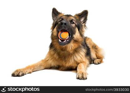 German shepherd chewing an orange ball. German shepherd chewing an orange ball in front of a white background