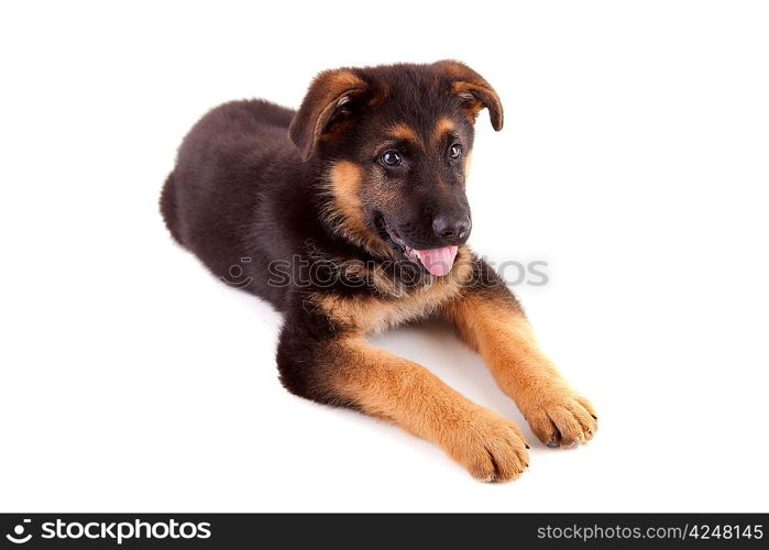 German Shepherd dog, isolated over white