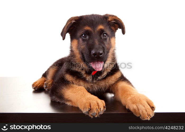 German Shepherd dog, isolated over white