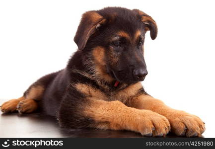 German Shepherd dog, isolated over white