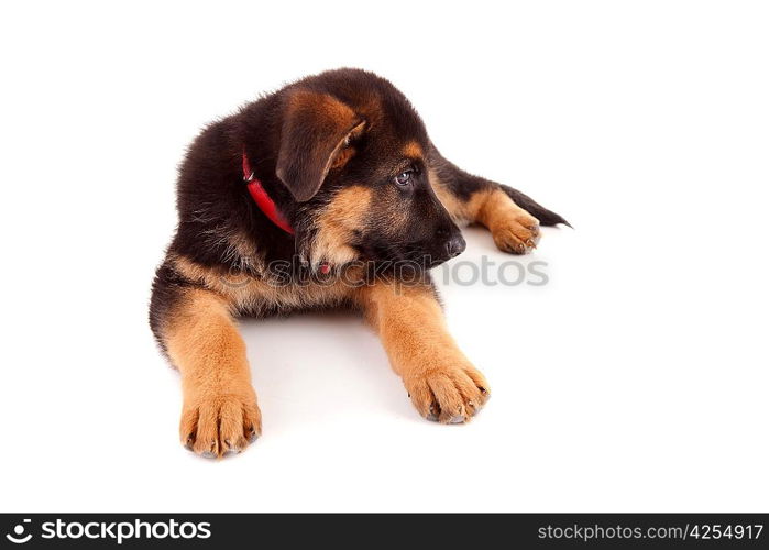 German Shepherd dog, isolated over white