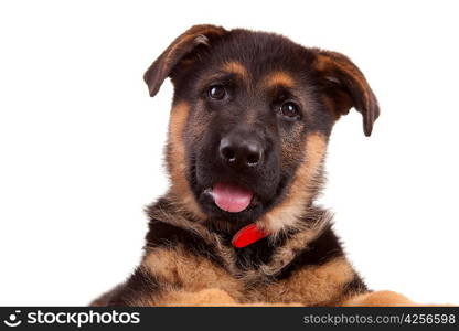 German Shepherd dog, isolated over white