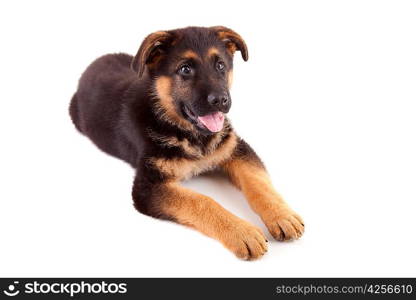 German Shepherd dog, isolated over white