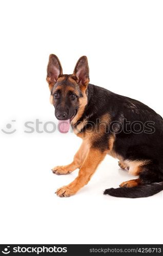 German Shepherd dog, isolated over white
