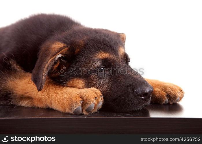 German Shepherd dog, isolated over white