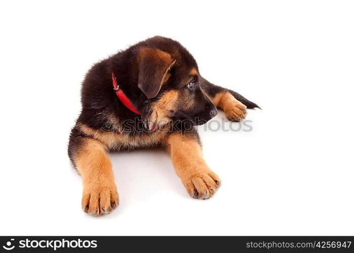 German Shepherd dog, isolated over white