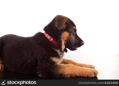 German Shepherd dog, isolated over white