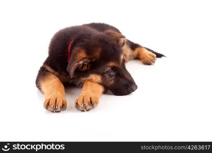 German Shepherd dog, isolated over white