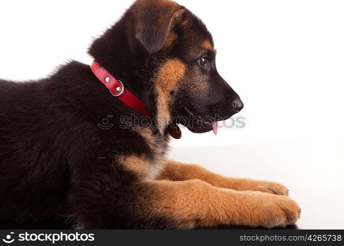 German Shepherd dog, isolated over white