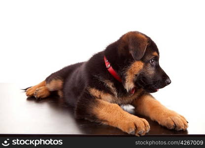 German Shepherd dog, isolated over white