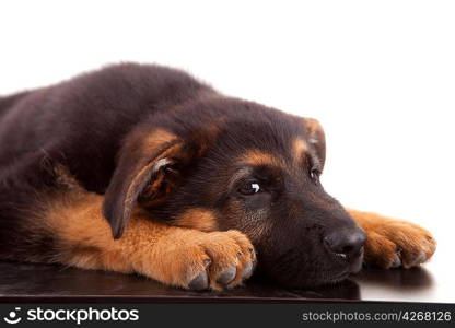 German Shepherd dog, isolated over white