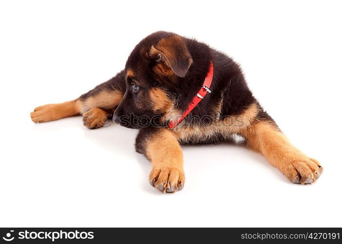 German Shepherd dog, isolated over white