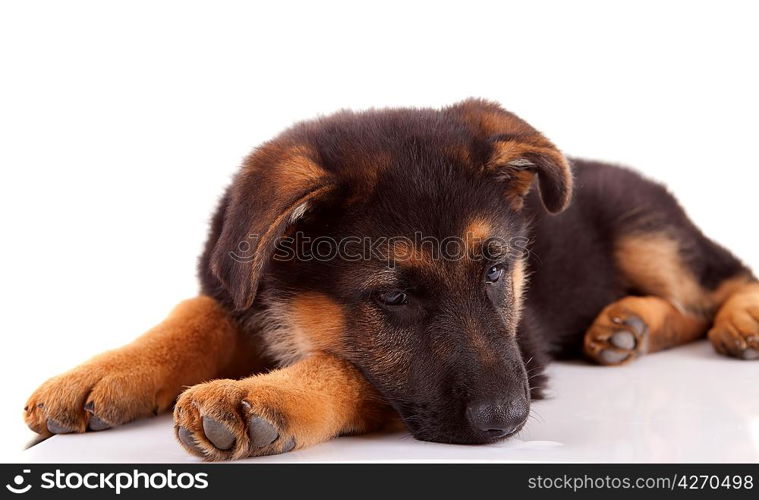 German Shepherd dog, isolated over white