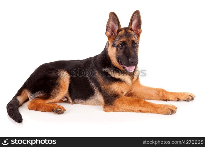 German Shepherd dog, isolated over white