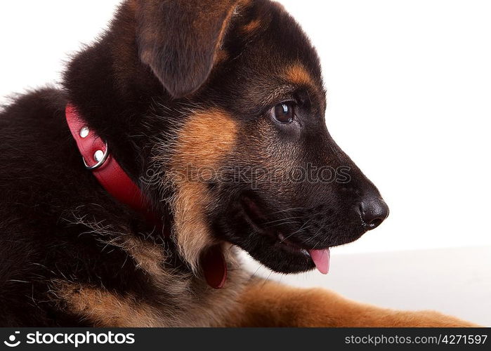 German Shepherd dog, isolated over white