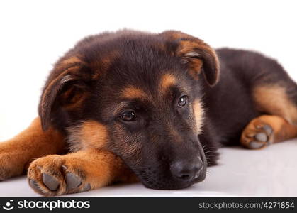 German Shepherd dog, isolated over white