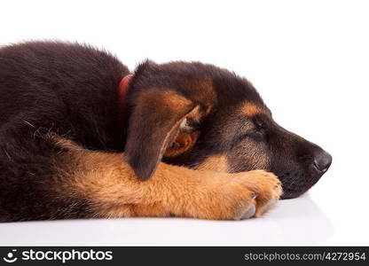 German Shepherd dog, isolated over white