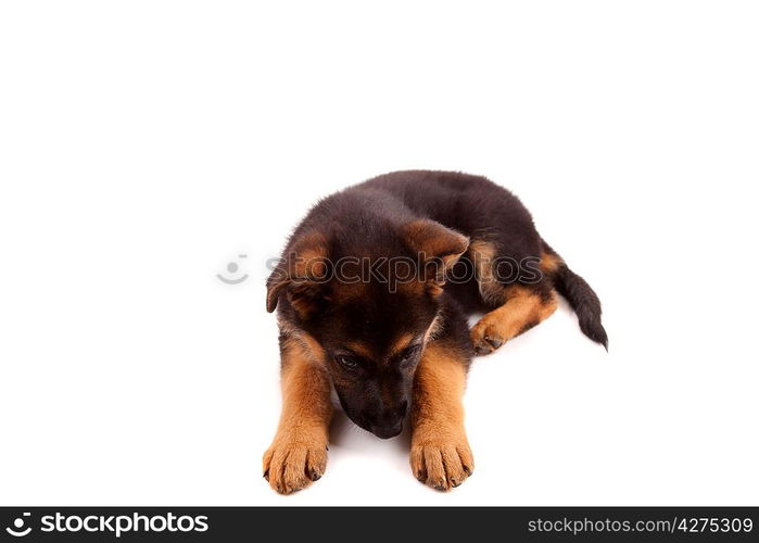 German Shepherd dog, isolated over white