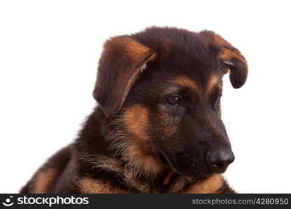 German Shepherd dog, isolated over white