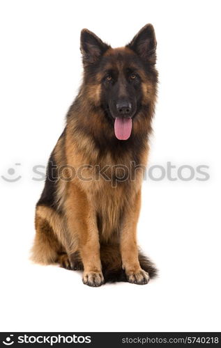 German Shepherd dog, isolated over white