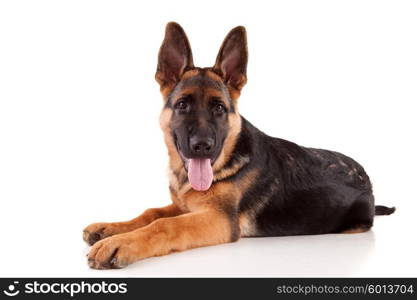 German Shepherd dog, isolated over white