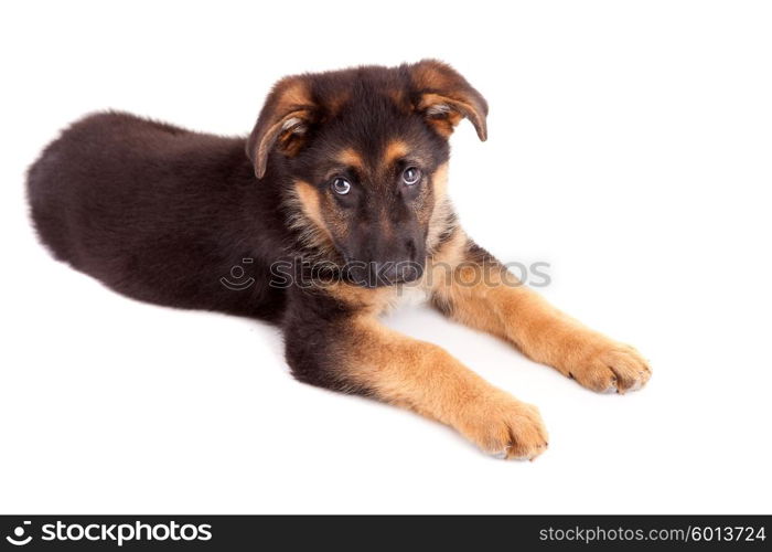 German Shepherd dog, isolated over white