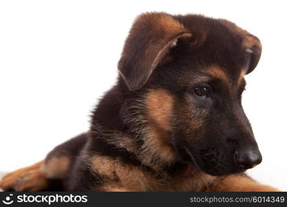 German Shepherd dog, isolated over white